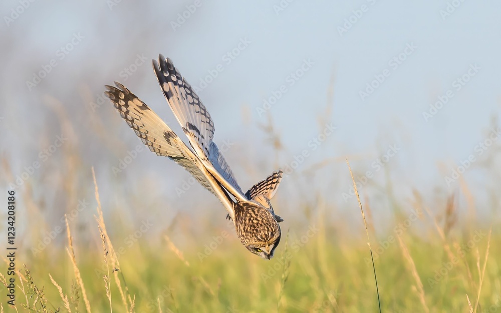 Fototapeta premium Short-eared owl diving in a grassy field.