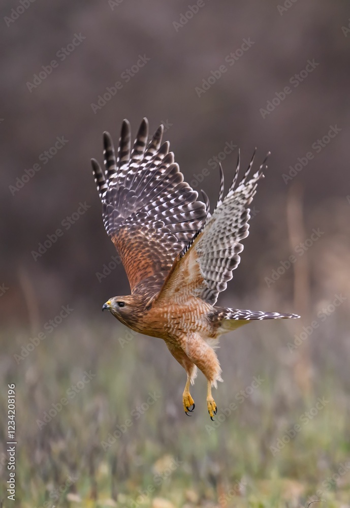 Obraz premium Red-shouldered hawk in flight.