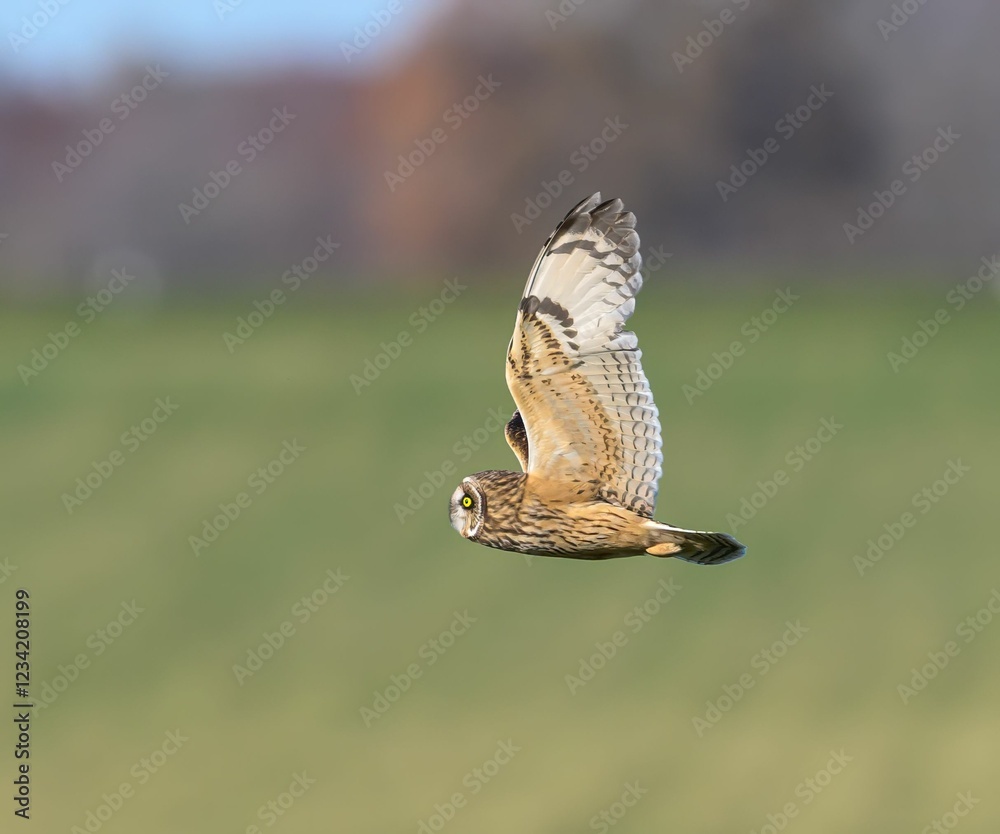Fototapeta premium Short-eared owl soaring over a green field.