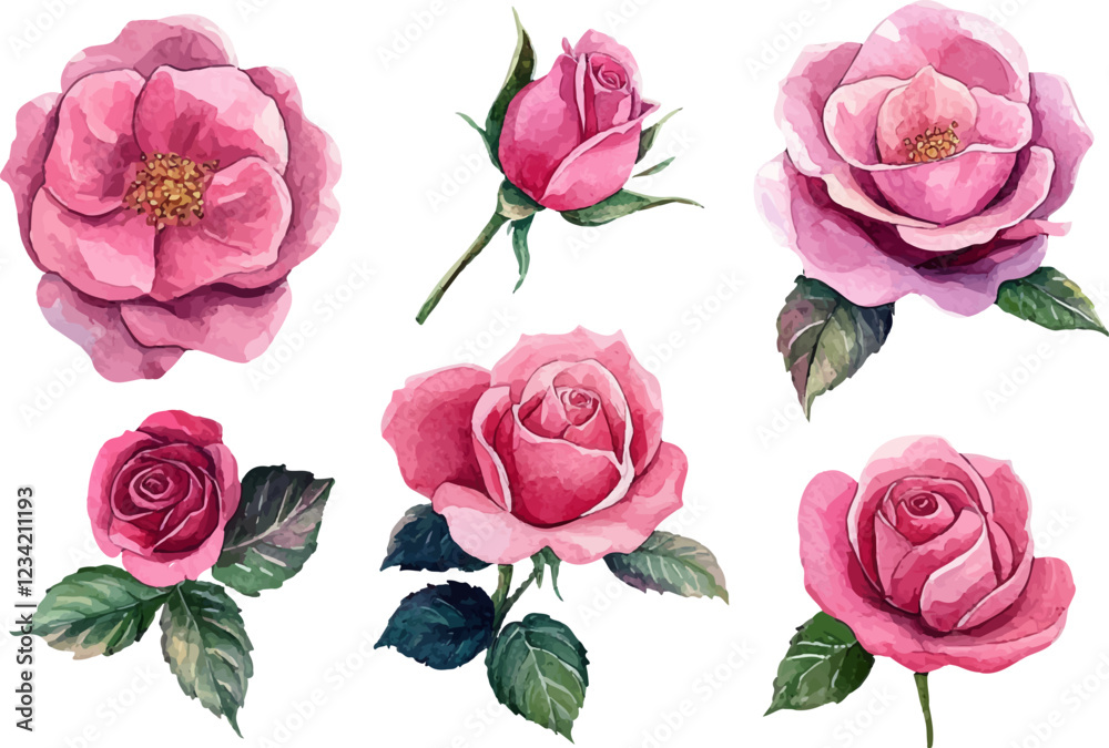 Naklejka premium set of pink roses isolated on white