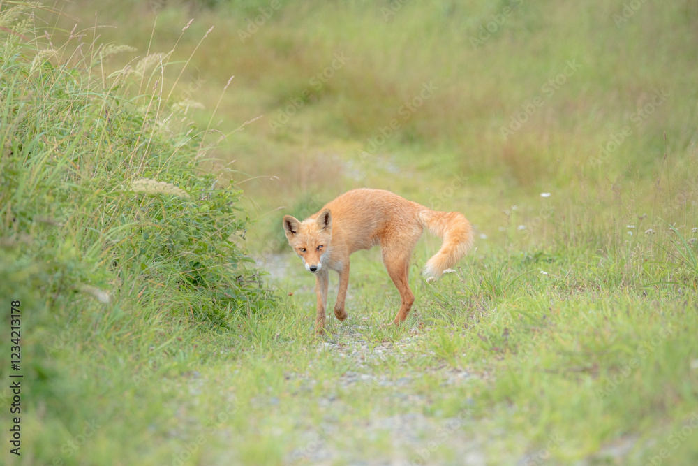 Fototapeta premium 夏の風景