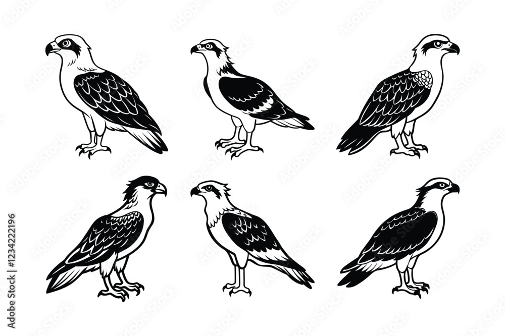 Obraz premium Osprey (Pandion haliaetus) animal design, labeled line art vector art illustration.