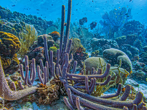 Caribbean coral garden, Bonaire photo