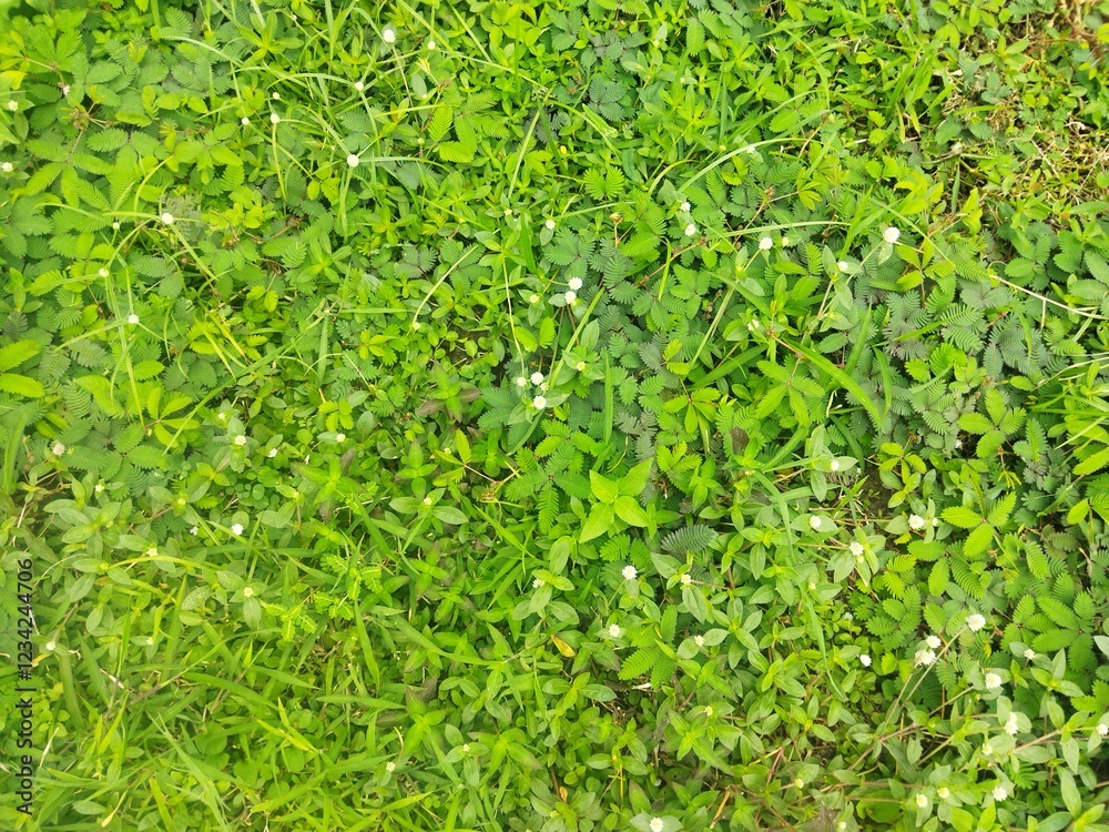 green grass texture background green grass texture background