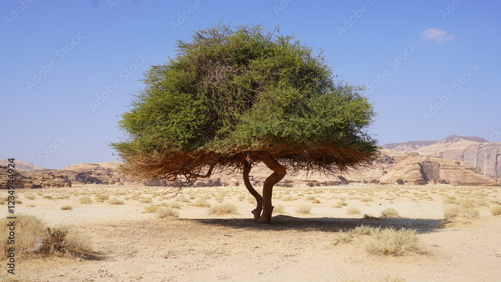 AlUla Old Town & Oasis: A Journey Through Time AlUla Old Town & Oasis: A Journey Through Time
