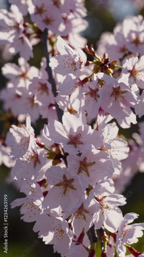 Dreamy Close-Up of Cherry Blossoms Swaying in the Wind, Hypnotic Loop, Generative AI Dreamy Close-Up of Cherry Blossoms Swaying in the Wind, Hypnotic Loop, Generative AI