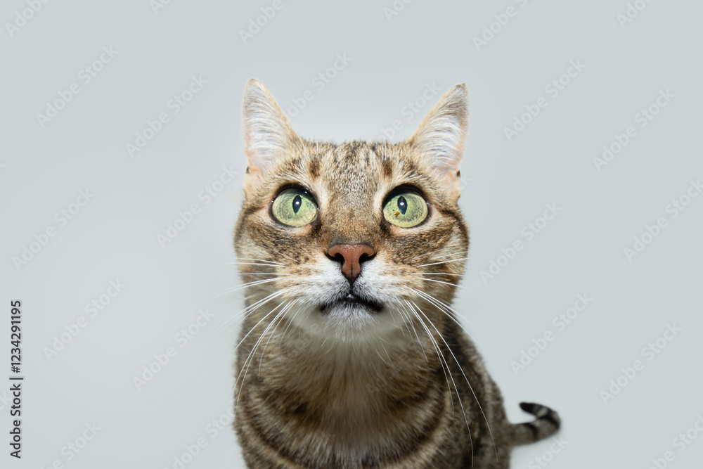 Obraz premium Portrait European kitten cat looking at camera with serious expression face. Isolated on white background