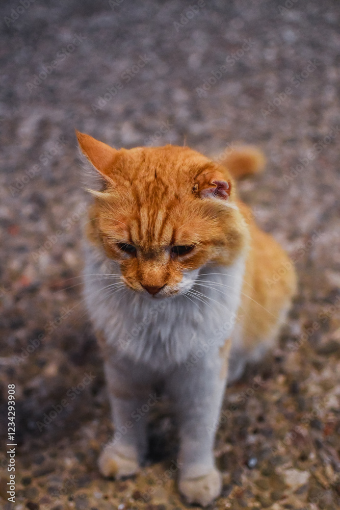 Fototapeta premium portrait of a cat