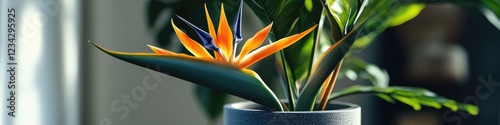 A beautiful bird of paradise plant placed inside a blue vase photo