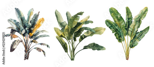 Watercolor Tropical banana leaves illustration trio on white background
