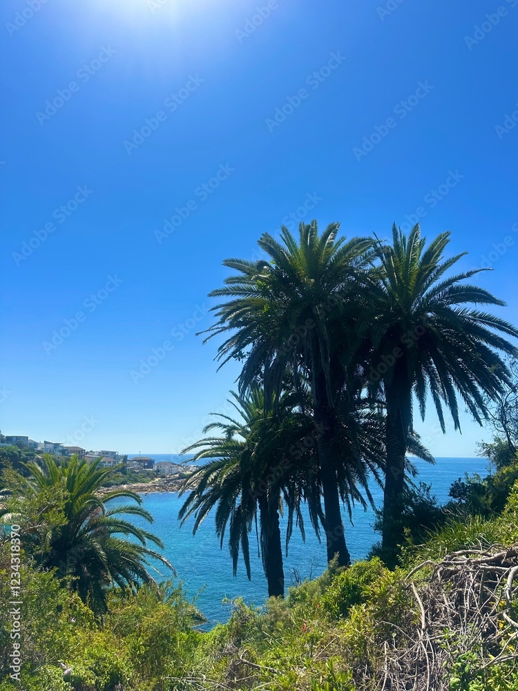 palm trees and sky palm trees and sky