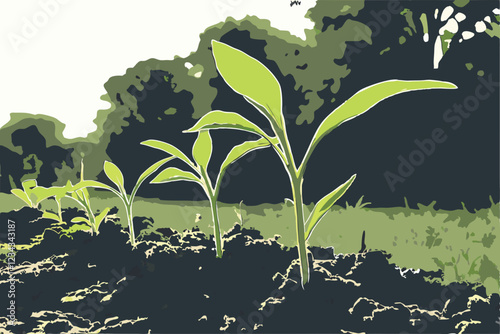 Seedlings growing in soil, progression of plant growth, sunlit garden, vibrant green leaves, bokeh background, macro photography, organic farming, new life, spring awakening, rich dark earth, natur