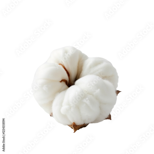 Fluffy Cotton Ready for Harvest on White Background