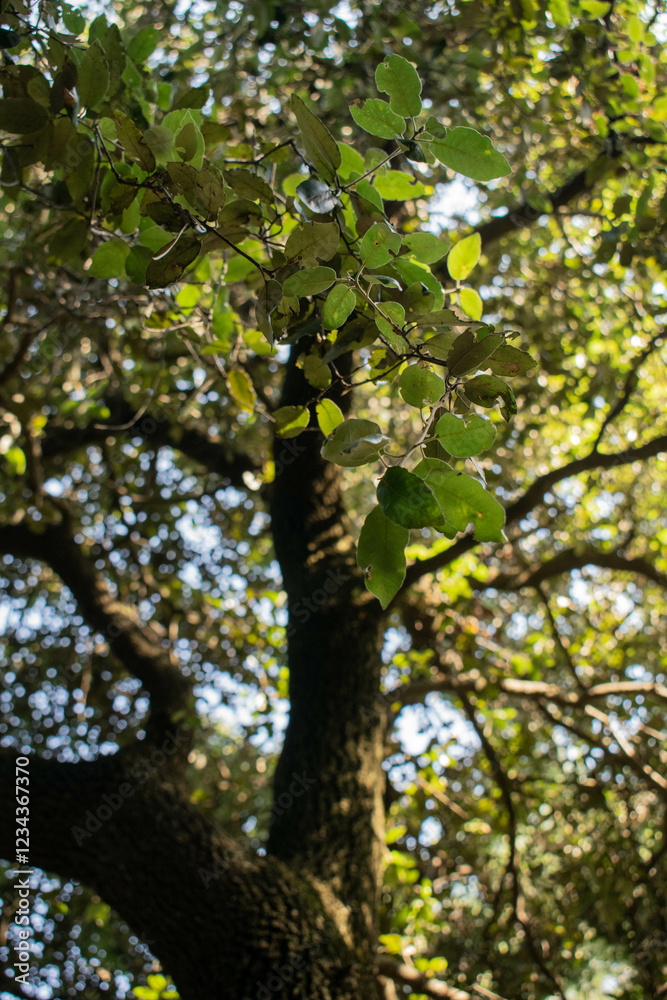 Leaves in a beautiful glow mediterranean forest Leaves in a beautiful glow mediterranean forest