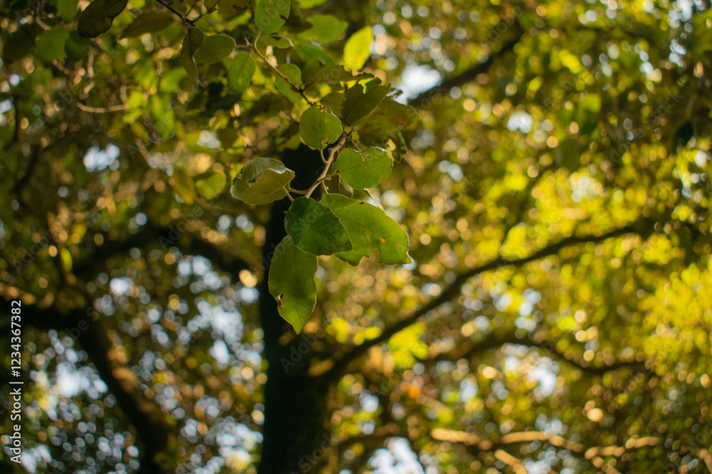 Mediterranean forest golden glow in summer Mediterranean forest golden glow in summer