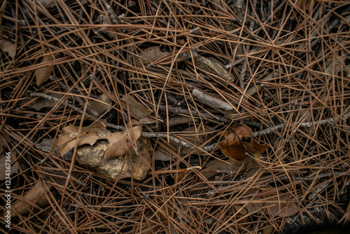 Pine peaf litter forest ground duff