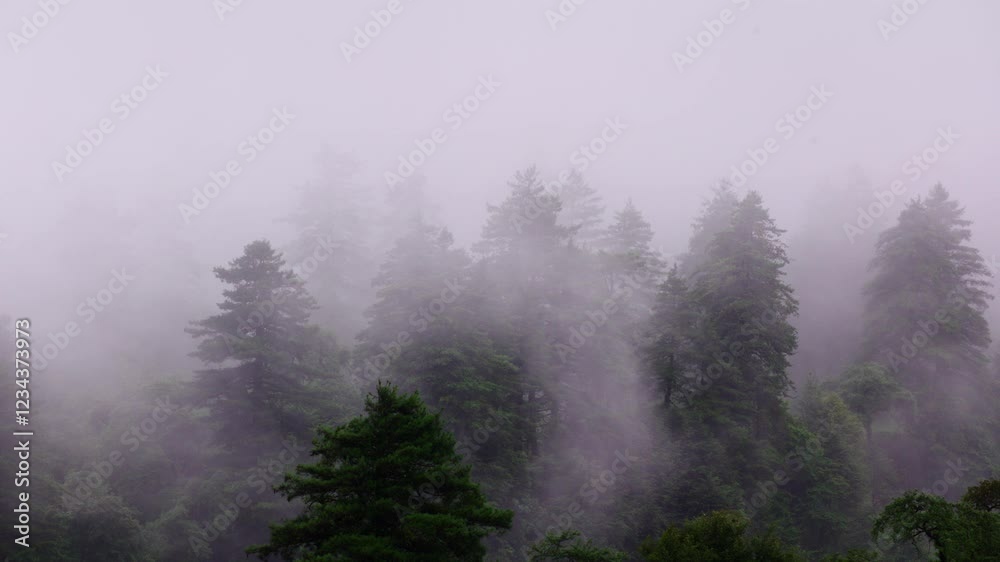 Lush Nepalese Pine Forest Covered In Fog Timelapse