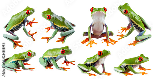 Eight Red-Eyed Tree Frogs in Various Poses