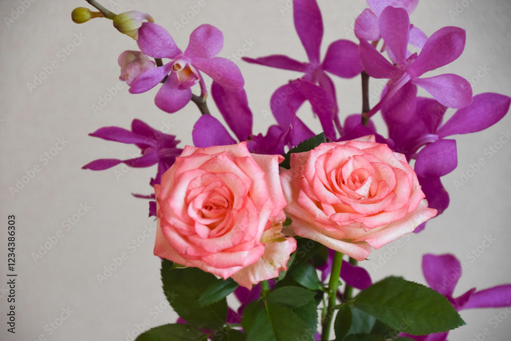 Obraz premium 薔薇とアランダ