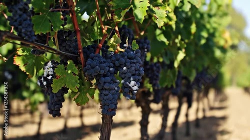 Wallpaper Mural Lush grapevine with ripe purple grapes in bright sunlight. Concept of vineyard harvest Torontodigital.ca