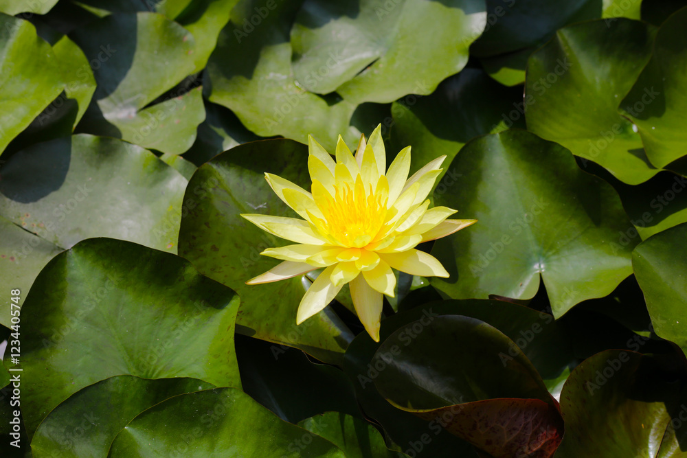 Beautiful water lily. Lotus flower with green leaves Beautiful water lily. Lotus flower with green leaves