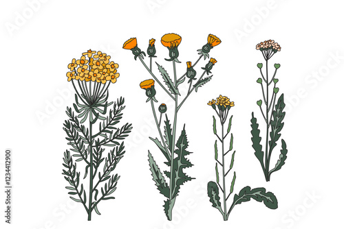 Collection botanical plants and flowers isolated on white background. Wildflowers bouquet in green yellow colors vector illustration. Graphic design for Print Invitation Greeting Card Poster Birthday