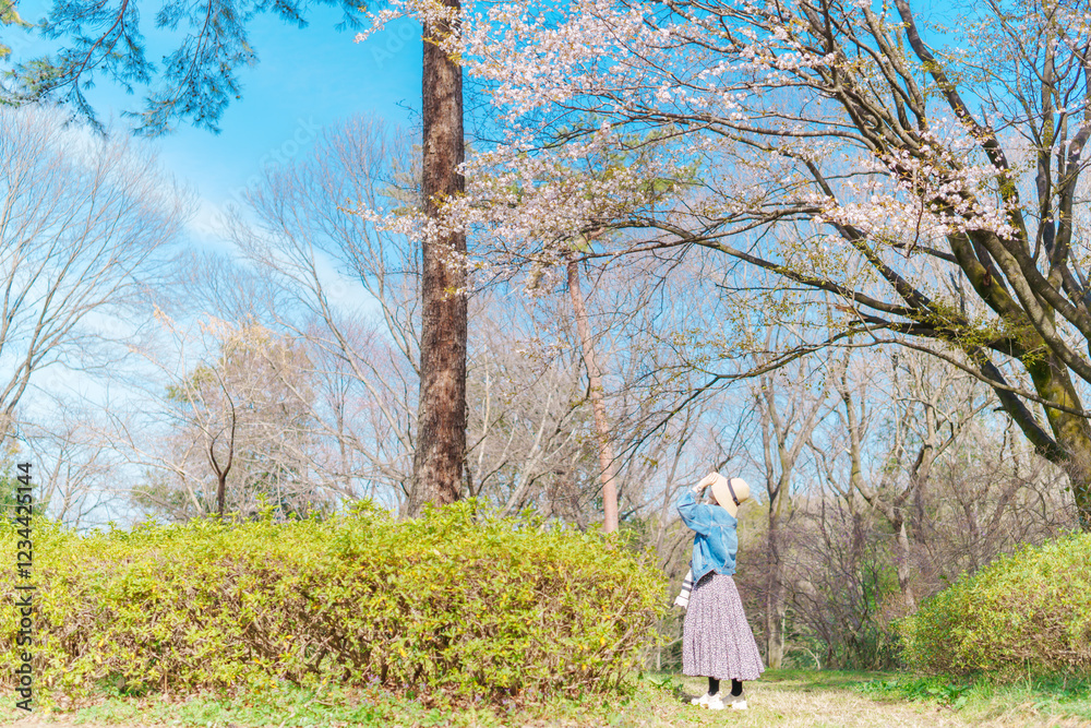 桜を撮るフォトグラファー 桜を撮るフォトグラファー