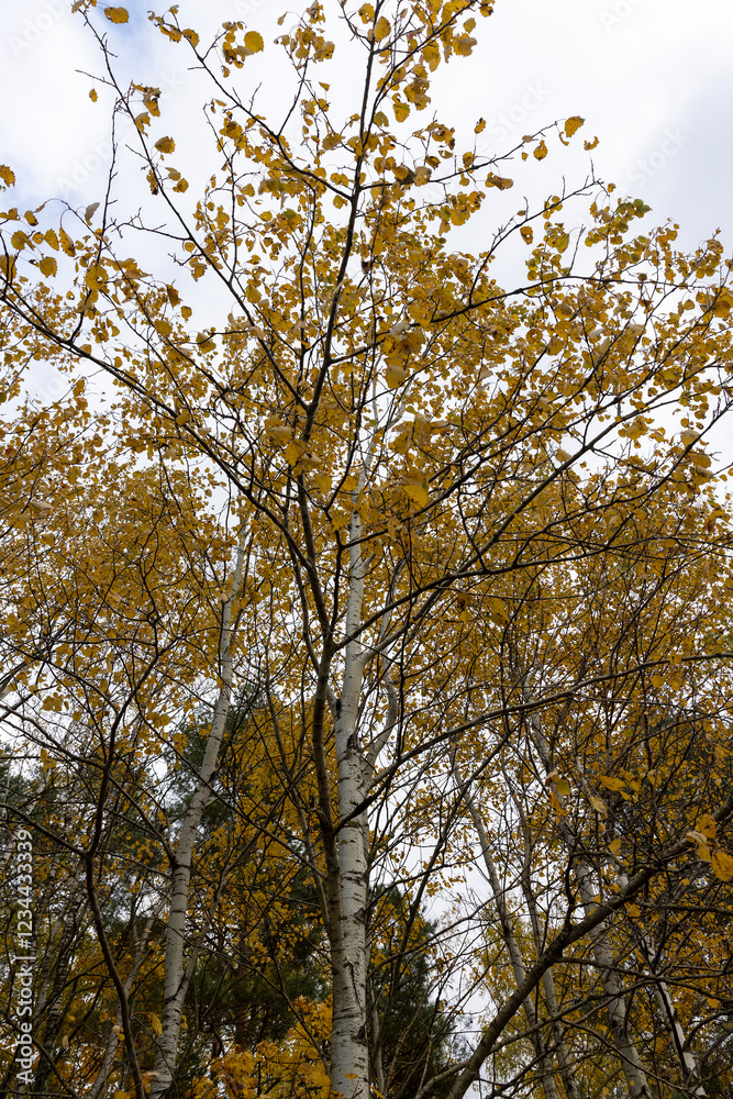 Fototapeta premium the orange foliage of birch trees in cloudy weather