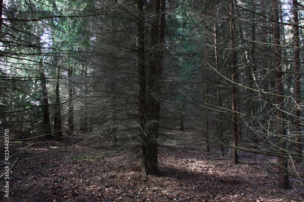 Obraz premium Fragment of the dark fir forest. Rare beams of the sun make the way through dense needles.