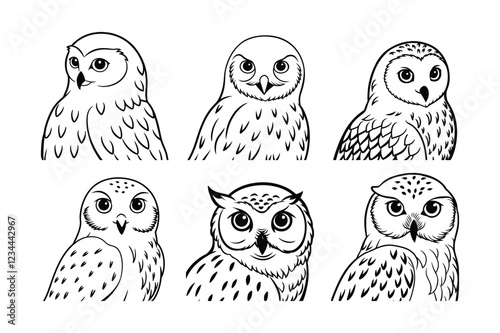 Snowy Owl (Bubo scandiacus) animal design, labeled line art vector art illustration. photo