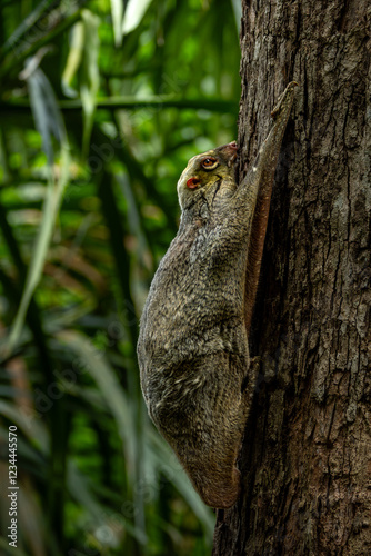 Malayan Colugo photo