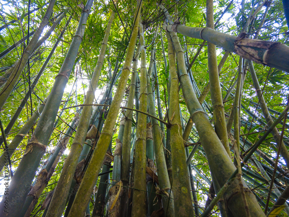 Obraz premium bamboo forest background