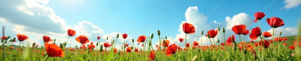 Naklejka premium Red poppy flowers in a lush meadow against a blue sky, botany, flowers