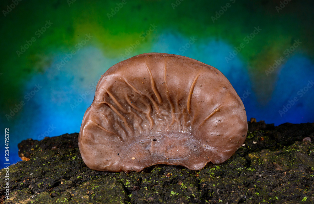 Auricularia auricula-judae - saprophytic fungus growing on an old tree stump, Odessa Auricularia auricula-judae - saprophytic fungus growing on an old tree stump, Odessa