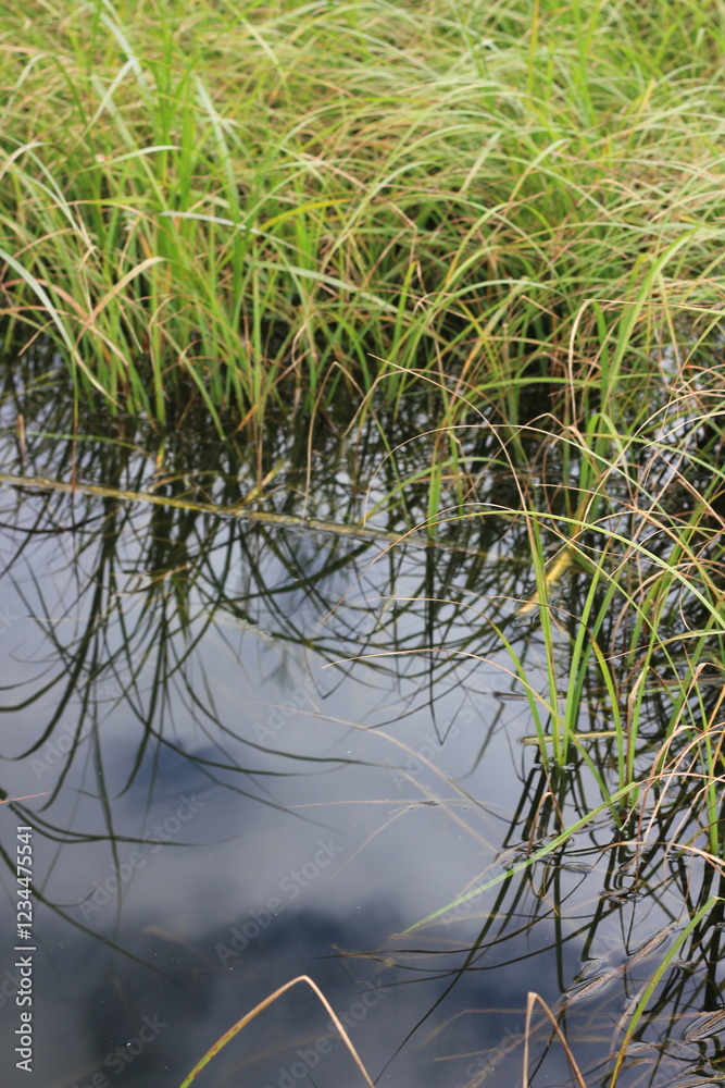 Wild reeds growing along the quiet lake shore. Wild reeds growing along the quiet lake shore.