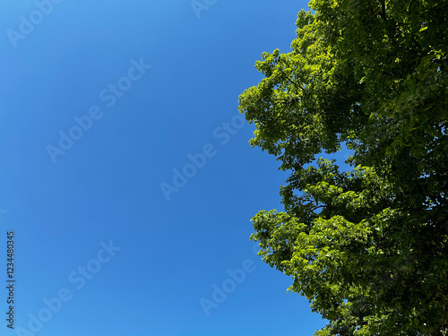Tree with green leaves is in front of a blue sky