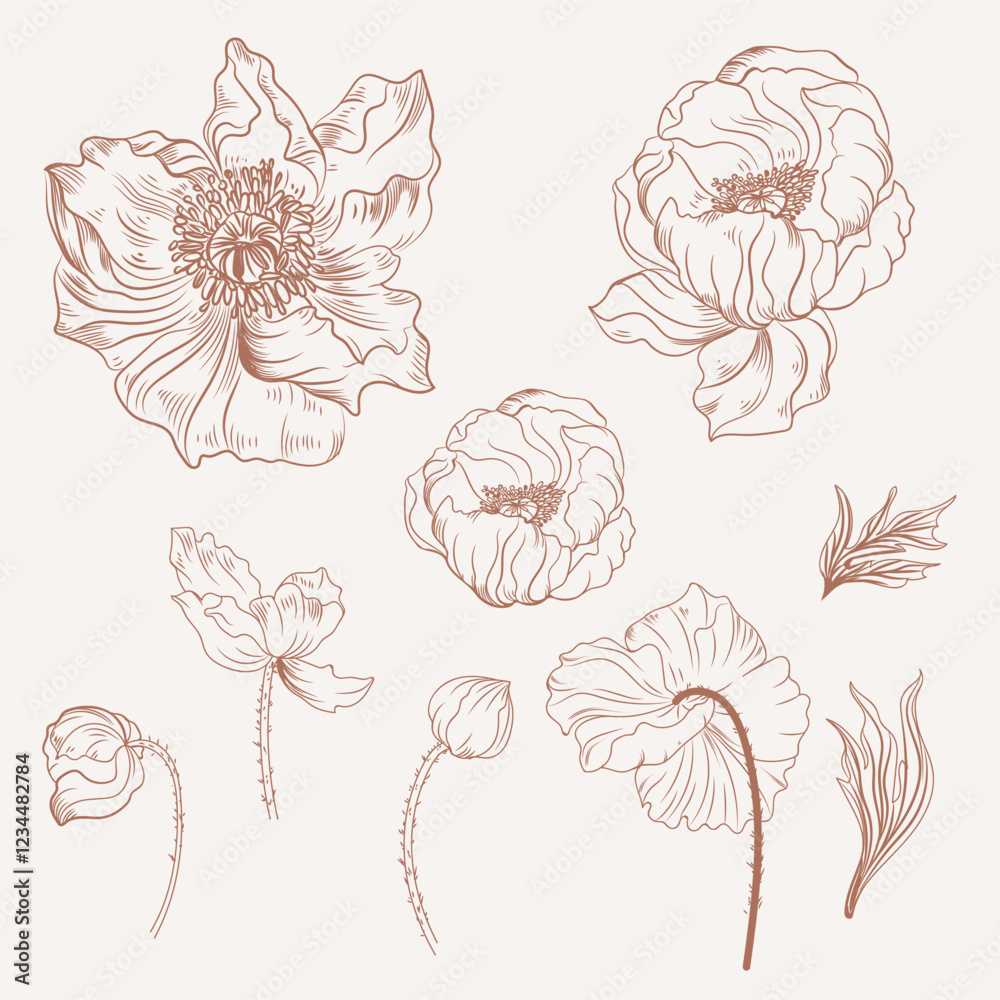 Collection of vector hand drawn poppy flowers in vintage style