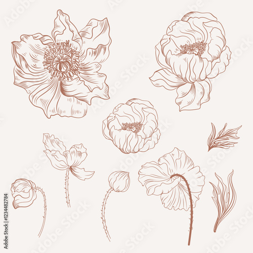 Collection of vector hand drawn poppy flowers in vintage style