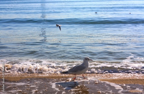 부산 갈매기 (Busan common gull) photo