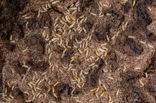 Reticulitermes lucifugus - A colony of termites living in rotten wood in southern Ukraine, Odessa photo