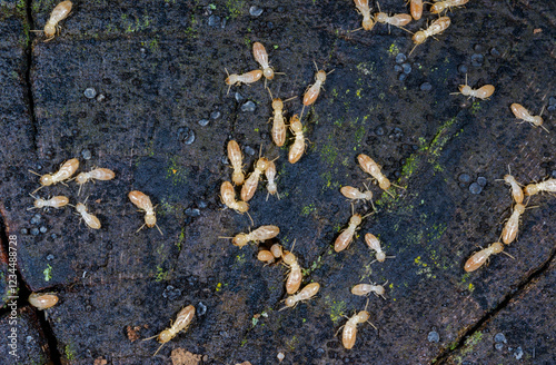 Reticulitermes lucifugus - A colony of termites living in rotten wood in southern Ukraine, Odessa photo