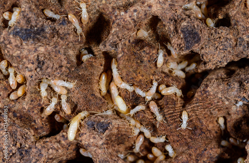 Reticulitermes lucifugus - A colony of termites living in rotten wood in southern Ukraine, Odessa