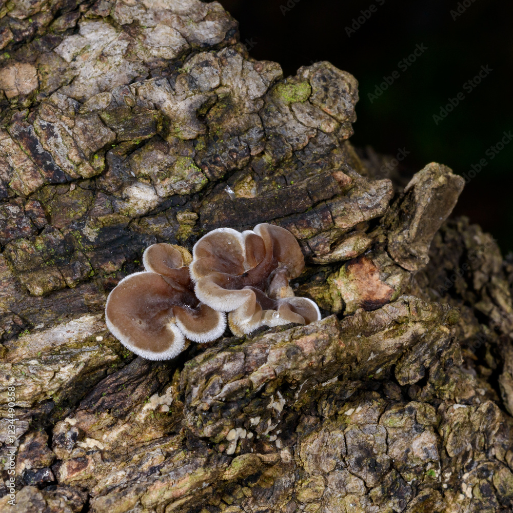 Auricularia mesenterica - saprophytic fungus growing on an old tree stump, Odessa Auricularia mesenterica - saprophytic fungus growing on an old tree stump, Odessa