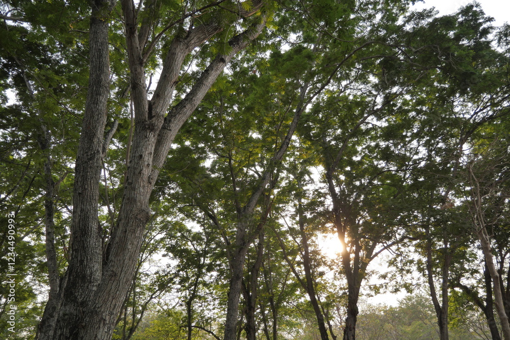 Trees at Phutthamonthon, Thailand. Peaceful park setting, nature photography, tranquility. Trees at Phutthamonthon, Thailand. Peaceful park setting, nature photography, tranquility.