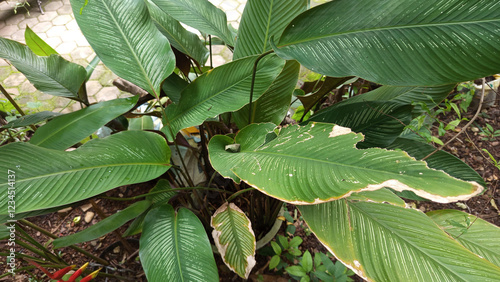 Calathea lutea plant, which is called banana meranti sepat or banana kalatea photo