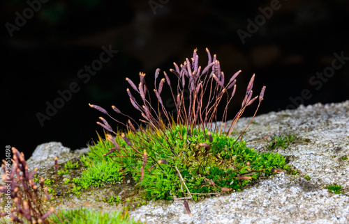 Purple Moss Ceratodon purpureus, moss sporophyte on stones in spring photo