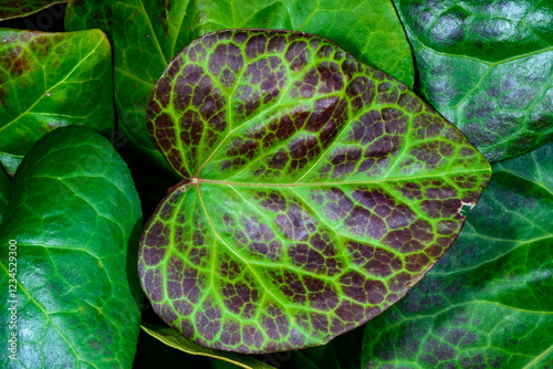 Brown pigmentation of ivy leaf in the sun in autumn in the garden photo