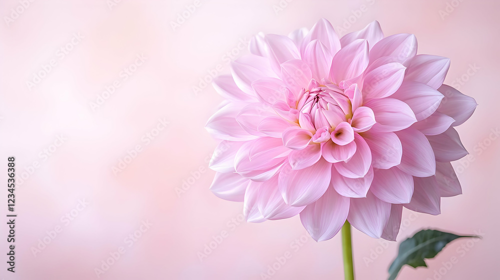 Fototapeta premium Pink Dahlia flower, soft background, delicate bloom, floral design