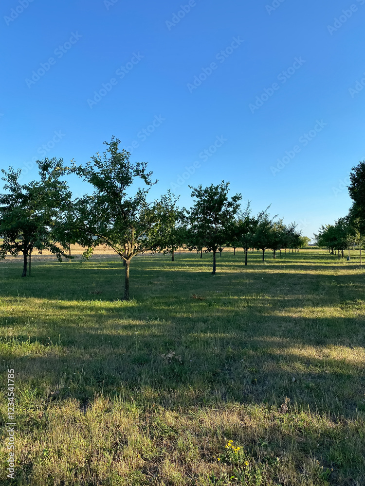 Fototapeta premium Field of trees with a blue sky in the background