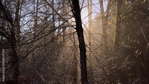sun rays through trees in fog on a winter morning